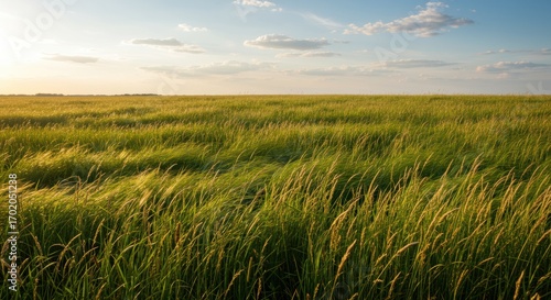 Golden light of sunset washing over a vast, windswept field of tall green grass stretching to the horizon