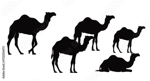 A collection of five black dromedary camel silhouettes in walking, standing, and sitting poses.