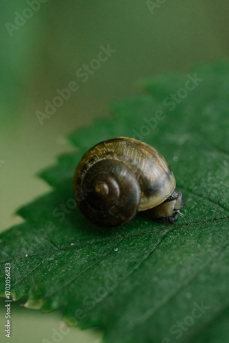 snail on a leaf