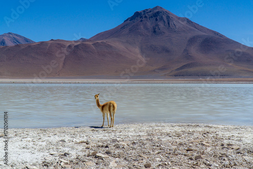 Vicuña drinking water at Laguna Verde, in the Eduardo Avaroa Andean Fauna National Reserve, Bolivia.