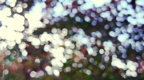 Serene bokeh effect showcasing lush red and green colors, evoking feelings of renewal and freshness in natural spring scenery, ideal for relaxing video backgrounds