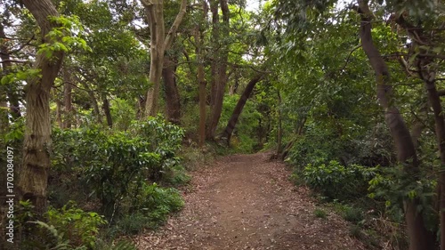 dark woodlands along secluded path when twilight wraps around, creating dreamy ambiance enhanced by evocative slow motion cinematography, Japan