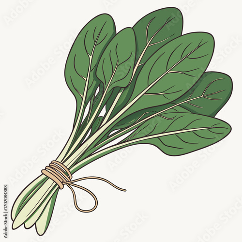 Fresh spinach bunch, perfect for healthy recipes, vibrant salads, and nutritious meals; crisp, versatile, and ready to elevate your cooking