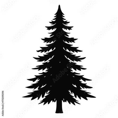 Black silhouette of a tall evergreen tree