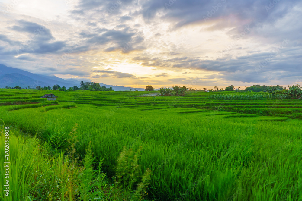 Obraz premium Beautiful morning view indonesia, Panorama Landscape paddy fields with beauty color and sky natural light 