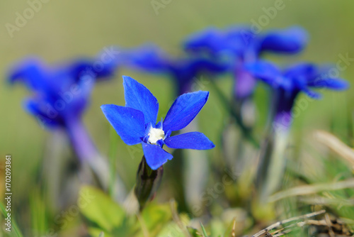 Close-up image of blue endemic flowers.