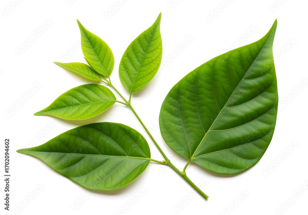 Obraz premium Sacred bel patra leaves green fresh, isolated on white