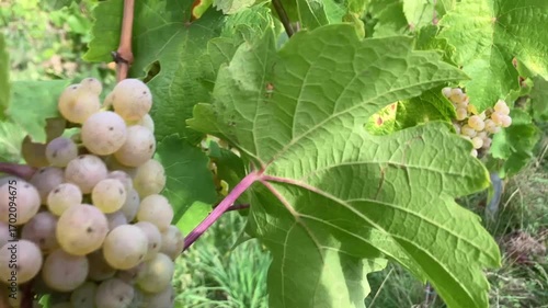 Sunlit Alsace Vineyard Harvest Serenity