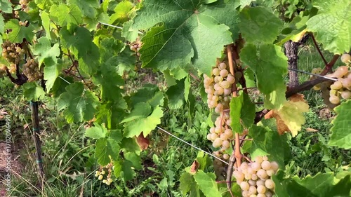 Alsace Vineyard Harvest Serenity In Nesr Plan