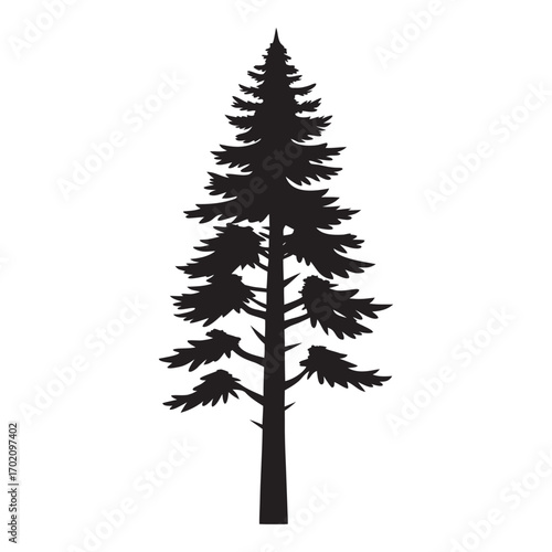 Tall silhouette of a pine tree against a white background