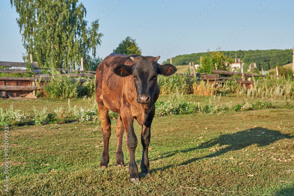 Naklejka premium Young bull calf on rural farmstead pasture