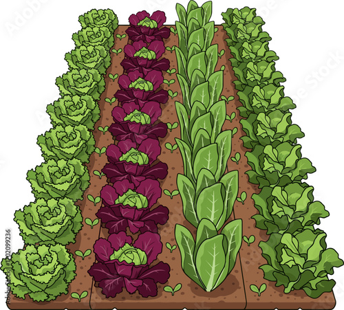 Create a kinds of deferent Lettuce row in garden, growing lettuce, vegetable garden vector art with white background.