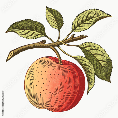 Vintage Apple with Branch and Leaves Botanical Illustration