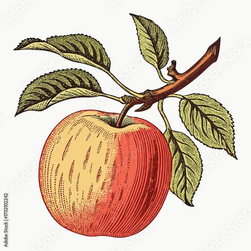 Vintage Apple with Branch and Leaves Botanical Illustration
