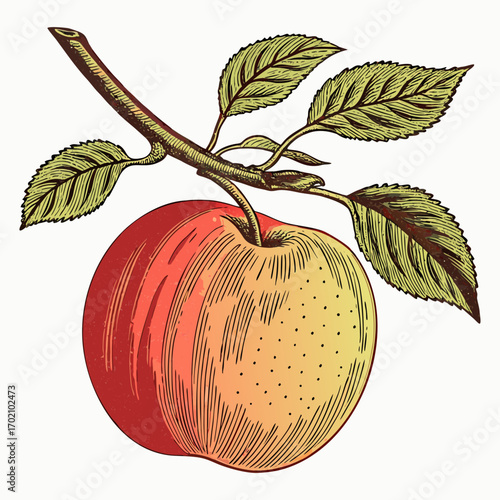 Vintage Apple with Branch and Leaves Botanical Illustration