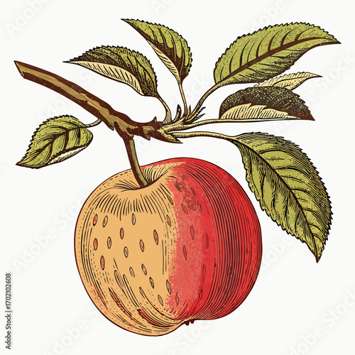 Vintage Apple with Branch and Leaves Botanical Illustration