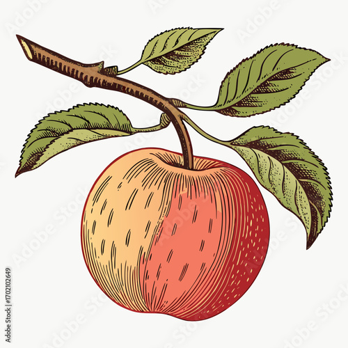 Vintage Apple with Branch and Leaves Botanical Illustration