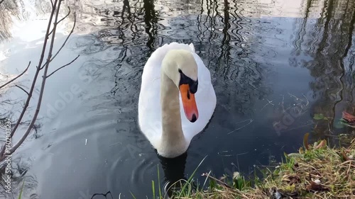 A Graceful Swan Glides Through Sunlit Waters in Peaceful Solitude