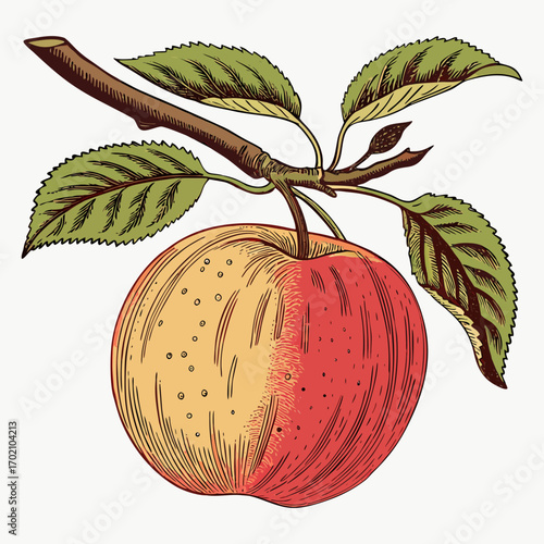 Vintage Apple with Branch and Leaves Botanical Illustration