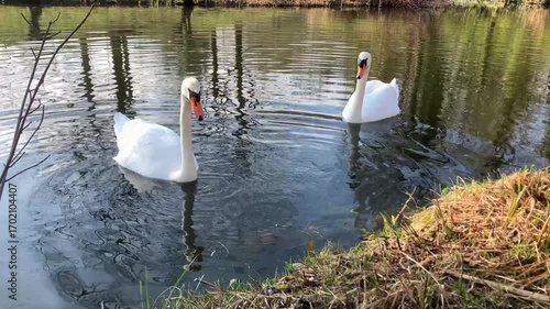 Graceful Swan Pair Gliding Peacefully Along a Tranquil River