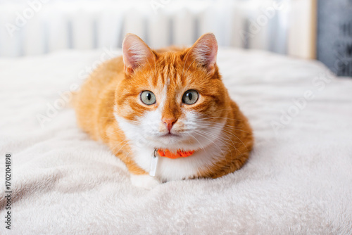 Ginger tabby cat with green eyes and orange collar lies on soft white bed, looking at camera and lounges on cozy bed. Domestic curious feline gazes forward. Pet relaxation indoors during daytime