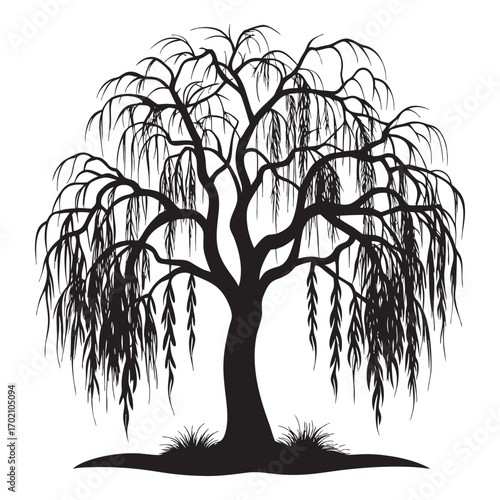 Silhouette of a weeping willow tree with flowing branches