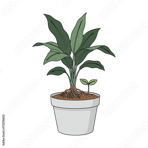 Illustration of a mature potted plant with visible roots and a small sprout emerging from the soil