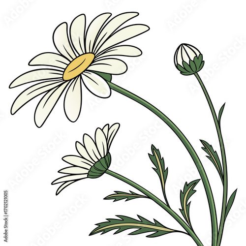 Illustration of two daisies and a bud with green leaves
