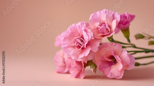 Delicate Pink Carnations on Soft Background, Perfect for Mother's Day, Valentine's Day, or Feminine Designs