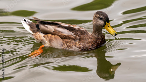 duck on the lake