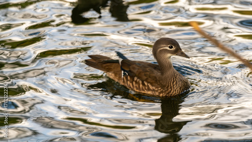duck on the water