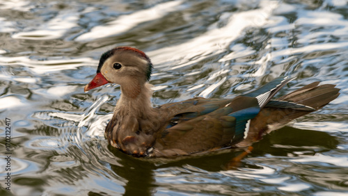 female mallard duck