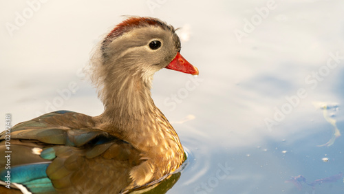 duck in the water