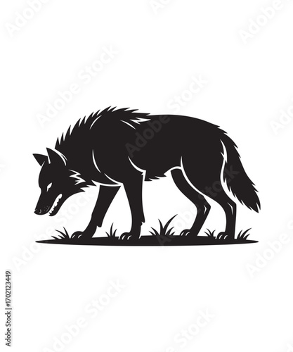 Wolf sniffs the ground, alert silhouette