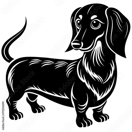 Black dachshund silhouette on white background design