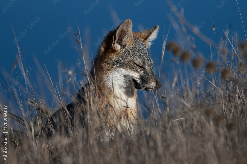 Fototapeta premium Cute and furry Island Fox lounging in the tall grass and looking to the left while soaking up the morning sun and foraging for food