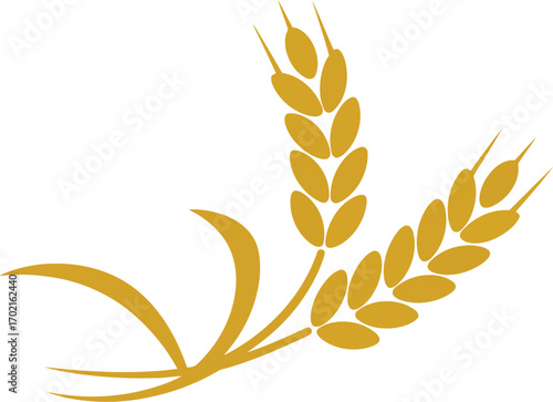 Golden wheat stalks harvest symbol agriculture food grain organic healthy growth harvest season vector