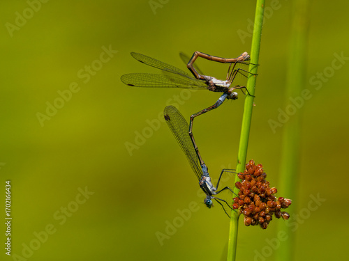 Male and female Damselflies during mating.