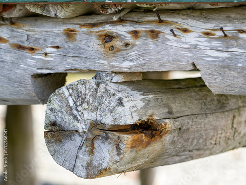 A structure being supported by a small wooden block on top of a round weathered log.