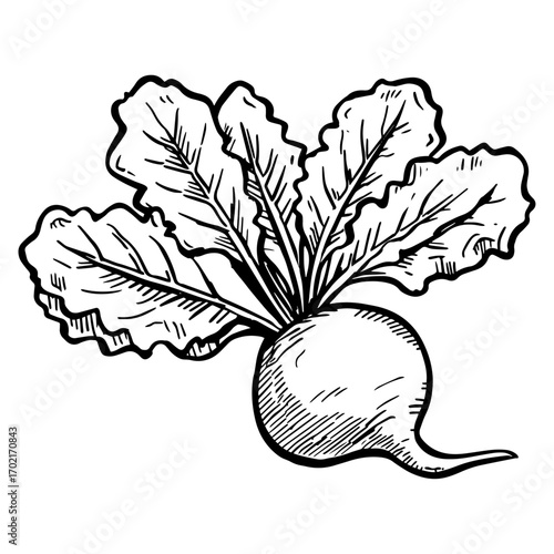 Vintage sketch of beet root