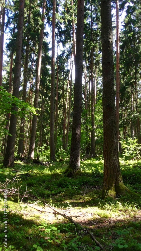 Obraz premium Sunlight filters through a dense forest (2)