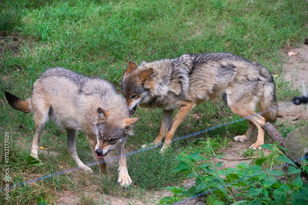 Fototapeta premium Two Wolves Playing in the Outdoors