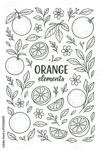 Hand-drawn orange fruit and citrus pattern, vintage botanical illustration with fresh summer theme.