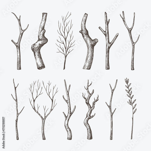Collection of bare tree trunks and branches in engraving style, minimal winter botanical illustration.