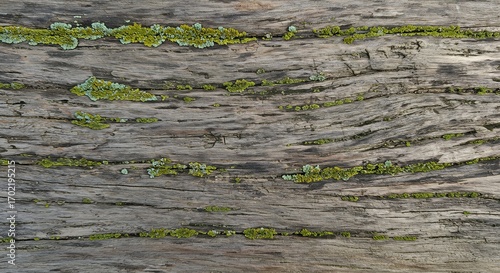 Weathered wooden surface with green lichen growing in cracks