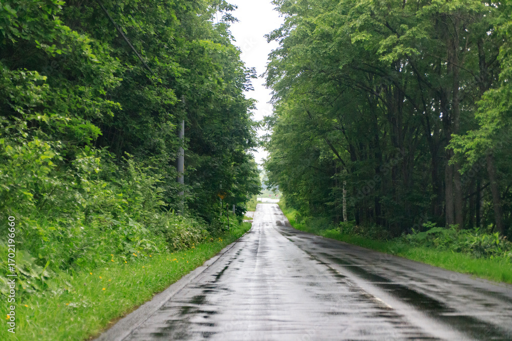 Fototapeta premium Serene Wet Road Through Lush Forest