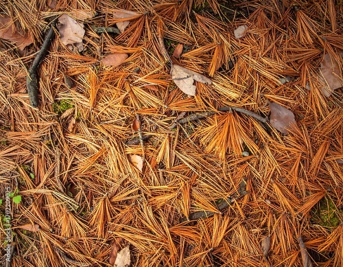 Close-up view of a bed of fallen autumn pine needles, showcasing a rich tapestry of burnt orange and brown hues, with interspersed twigs and dried leaves.