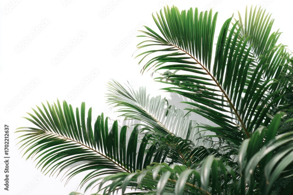 Fototapeta premium Lush, vibrant green palm fronds against a stark white background, showcasing intricate leaf detail and subtle shadowing