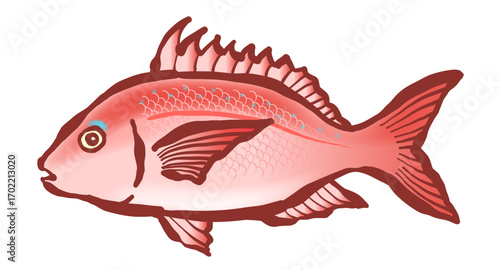 筆で描いた、魚の「タイ」。真鯛、マダイ、鯛。
A brush drawing of the fish "Red sea bream / Sea bream" .