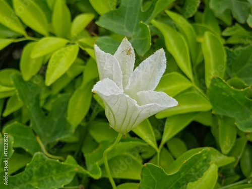A close-up shot of a single, delicate white ivy gourd flower with a fuzzy texture. 